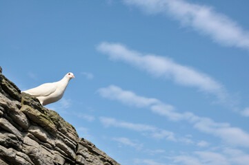 white dove on blue sky