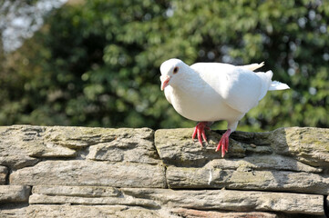 white dove on a rock
