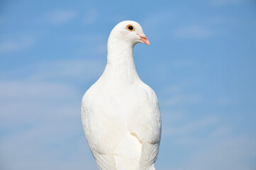white dove on blue sky