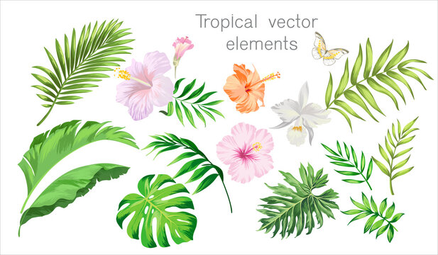 Tropical vector set. Isolated elements on white background. Jungle leaves, birds and flowers.