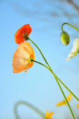 blossoming poppy flower 