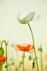 blossoming poppy flower 