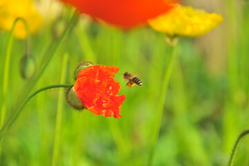 blossoming poppy flower 