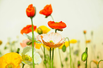Fototapeta premium blossoming poppy flower 