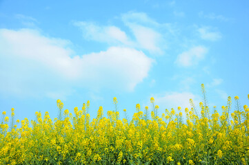 Obraz premium field of yellow rapeseed