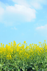 Naklejka premium field of yellow rapeseed