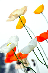 poppy flowers in the field