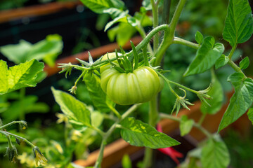 Green tomatoes on plant. Zielone pomidory na krzaku. Niedojrzałe, rosnące pomidory. - obrazy, fototapety, plakaty