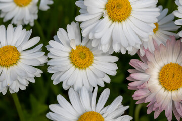 White and pink chamomile in the grass