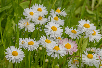 White and pink chamomile in the grass
