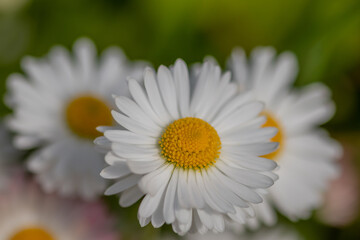 white chamomile in the grass