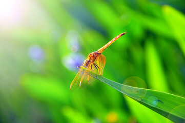 dragonfly on a green leaf 