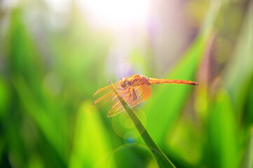 dragonfly on a green leaf 