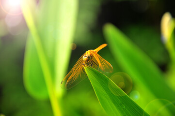 Naklejka premium dragonfly on a green leaf 