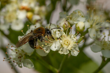 Bee on rowan flowers. Macro