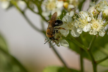 Bee on rowan flowers. Macro