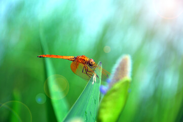 dragonfly on a green leaf 