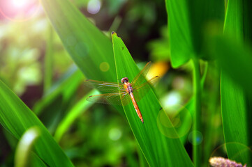 dragonfly on a green leaf 