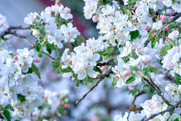 Blooming apple tree twig in springtime on a sunny day.