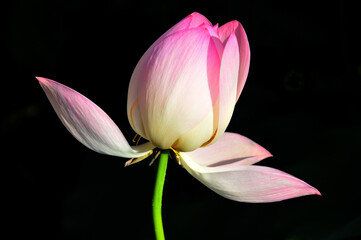 Fototapeta premium Blossoming lotus flower