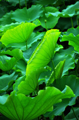 close up of green lotus leaf