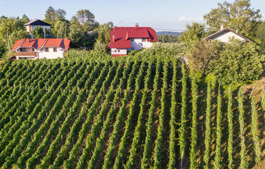 Vineyard in Slovenia as seen from above - obrazy, fototapety, plakaty