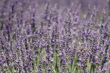 Champs de Lavande en Provence