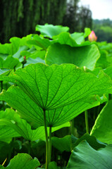 Fototapeta premium close up of green lotus leaf