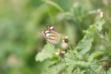 butterfly on a flower