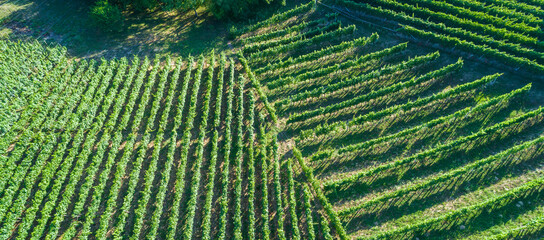 Vineyard in Slovenia as seen from above - obrazy, fototapety, plakaty