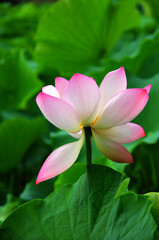 Blossoming lotus flower