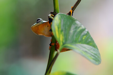 frog on a leaf, tree frog, flying frog,