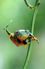 frog on a leaf, tree frog, flying frog,