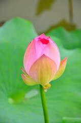 Blossoming lotus flower