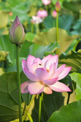 Obraz premium Blossoming lotus flower