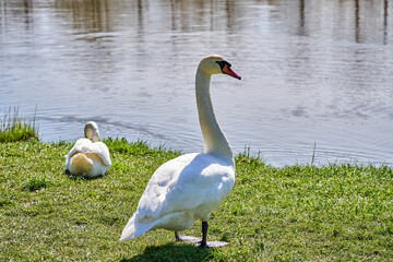 Obraz premium A pair of White swans on the green grass near the lake in the park. Sunny day.