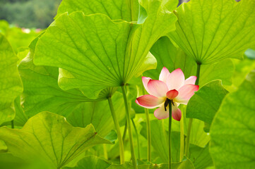 Blossoming lotus flower