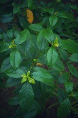 leaves in the wind