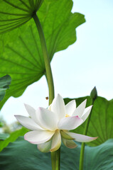 Obraz premium Blossoming lotus flower
