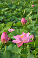 Blossoming lotus flower