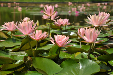 Blossoming waterlily flowers