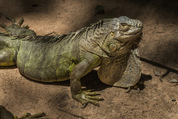 Close up of Iguana with scaly neck and mouth, American iguana is a lizard reptile in the genus Iguana in the iguana family. And in the subfamily Iguanidae.