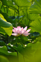 Blossoming lotus flower