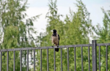 A crow is sitting on a steel fence