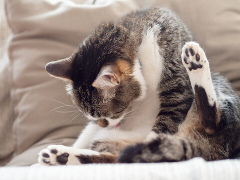 毛づくろい」の写真素材 | 71,556件の無料イラスト画像 | Adobe Stock