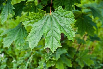 Maple leaf hanging on a tree