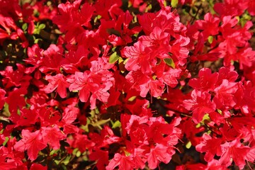Rhododendron in voller Blüte