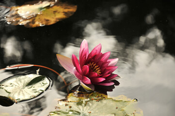 Blossoming waterlily flowers