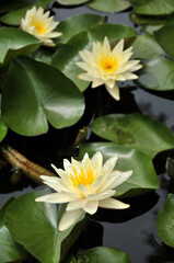 Blossoming waterlily flowers