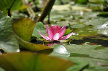 Blossoming waterlily flowers